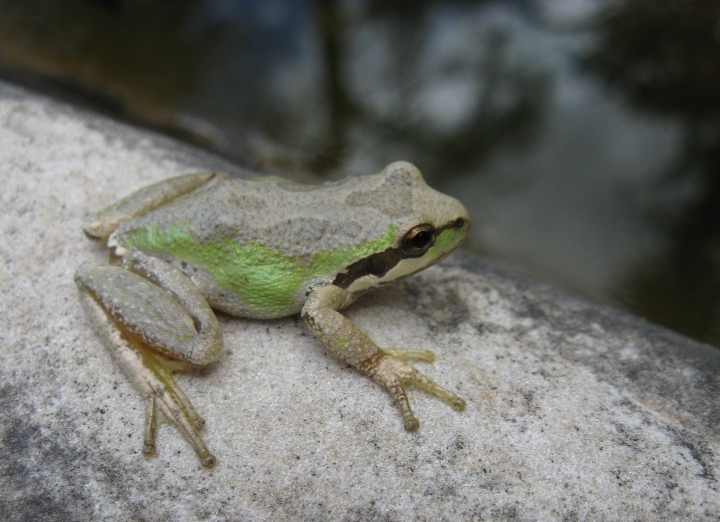 Pacific Tree Frog